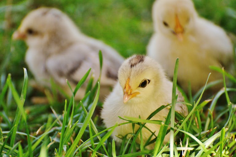 Close-up of cute fluffy chicks exploring lush green grass on a bright spring day.